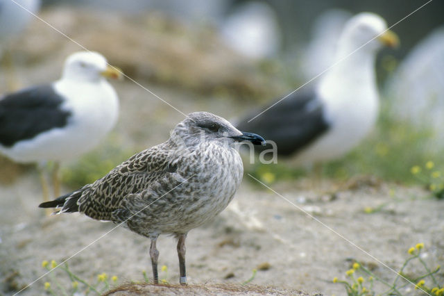 Kleine Mantelmeeuw (Larus fuscus)