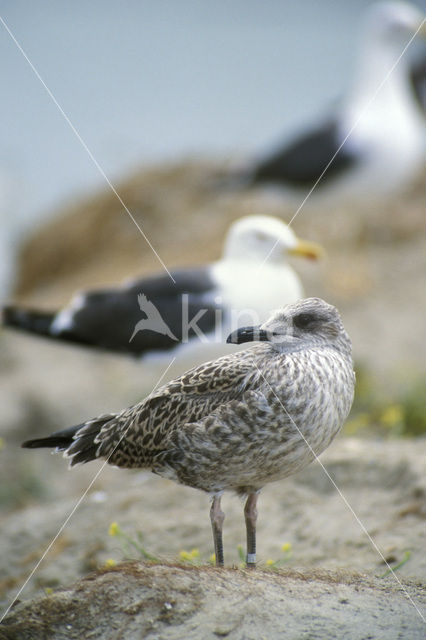 Kleine Mantelmeeuw (Larus fuscus)