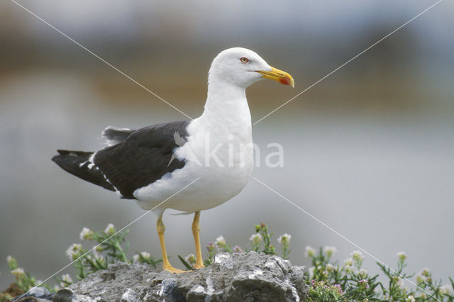 Kleine Mantelmeeuw (Larus fuscus)