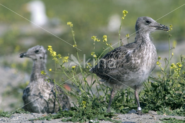 Kleine Mantelmeeuw (Larus fuscus)