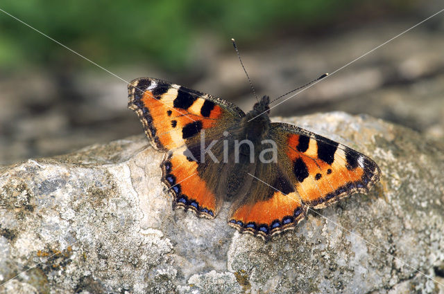 Kleine vos (Aglais urticae)