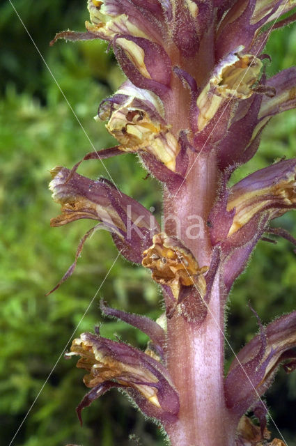 Klimopbremraap (Orobanche hederae)