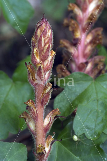 Klimopbremraap (Orobanche hederae)