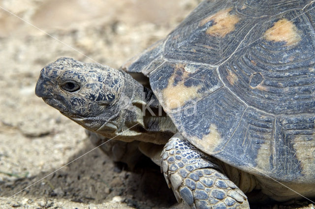 Klokschildpad (Testudo marginata)