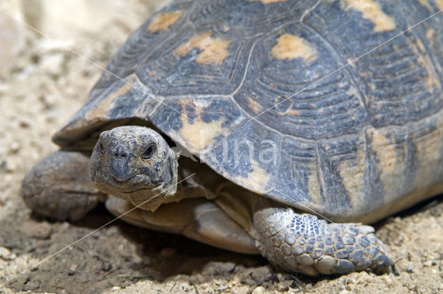 Klokschildpad (Testudo marginata)