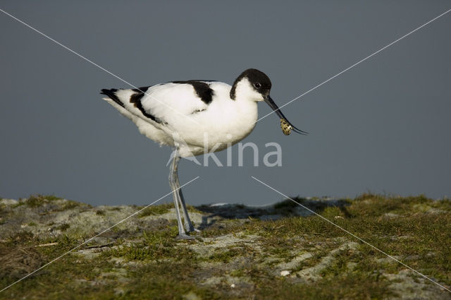 Pied Avocet (Recurvirostra avosetta)