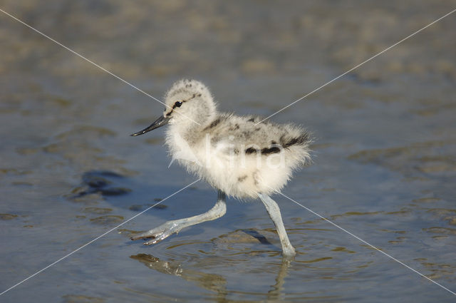 Pied Avocet (Recurvirostra avosetta)