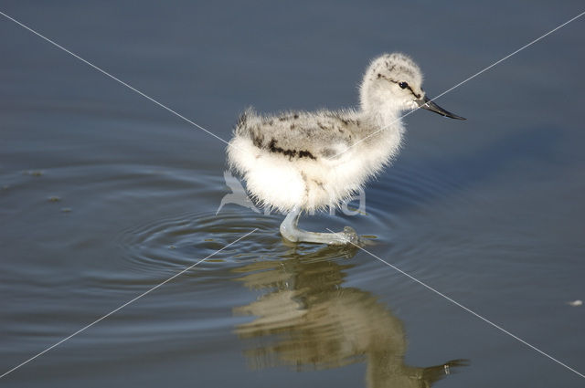 Pied Avocet (Recurvirostra avosetta)