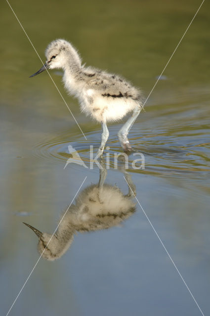 Pied Avocet (Recurvirostra avosetta)