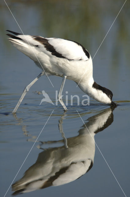 Pied Avocet (Recurvirostra avosetta)