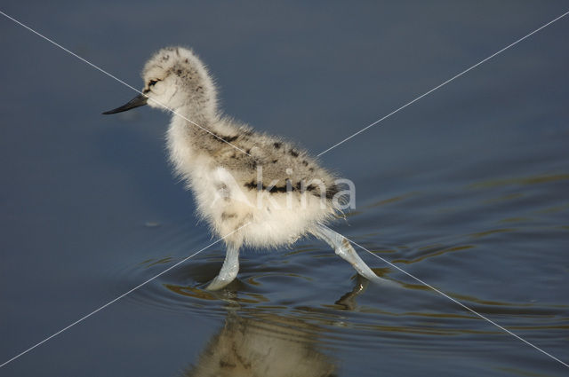 Pied Avocet (Recurvirostra avosetta)