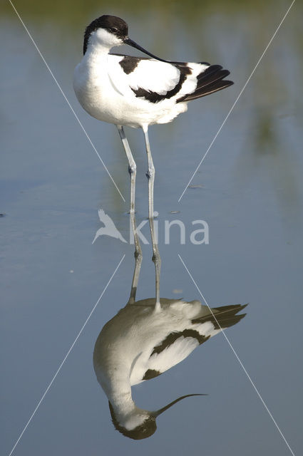 Pied Avocet (Recurvirostra avosetta)