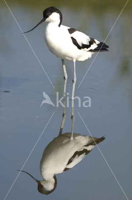 Pied Avocet (Recurvirostra avosetta)