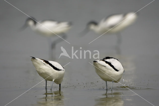 Pied Avocet (Recurvirostra avosetta)