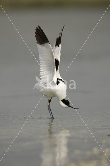 Pied Avocet (Recurvirostra avosetta)