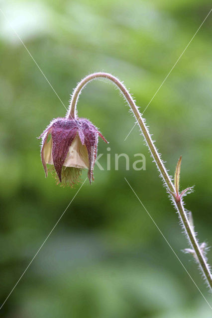 Knikkend nagelkruid (Geum rivale)