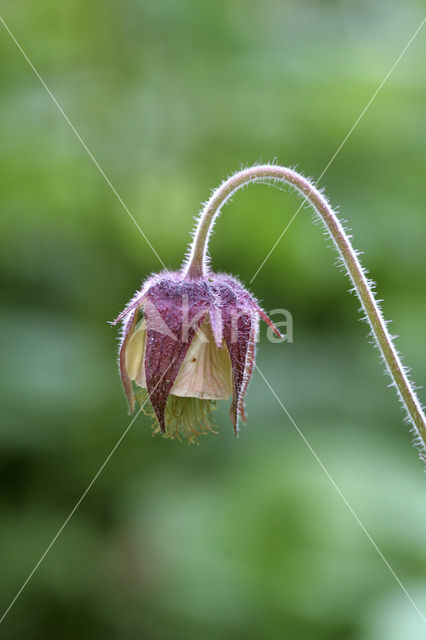 Knikkend nagelkruid (Geum rivale)