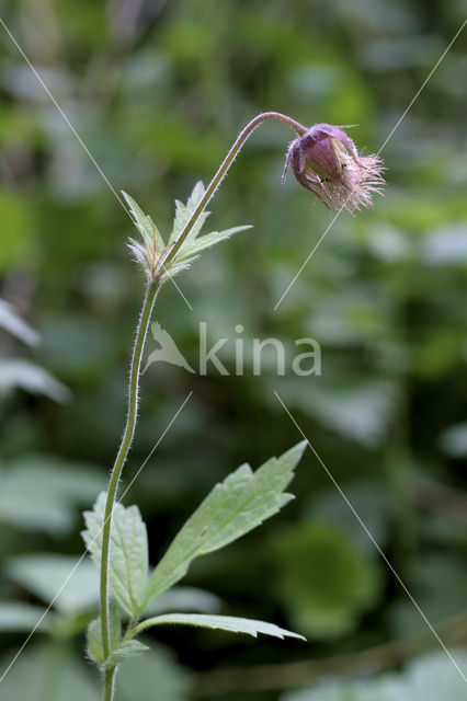 Knikkend nagelkruid (Geum rivale)