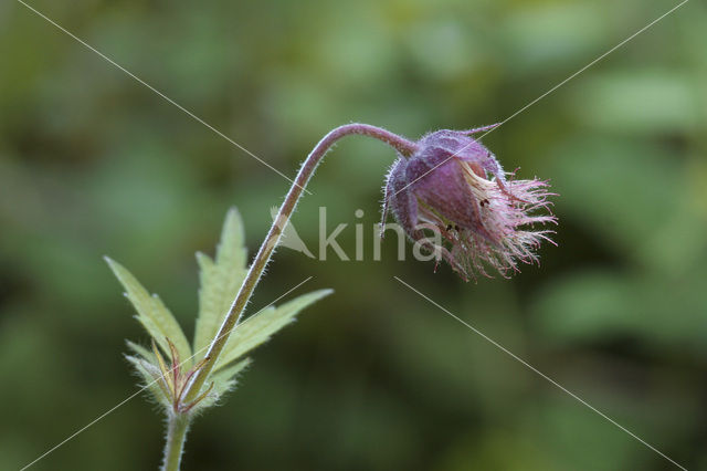 Knikkend nagelkruid (Geum rivale)