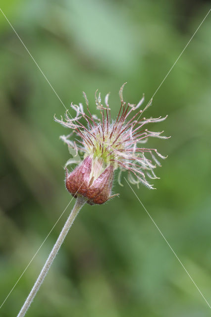 Knikkend nagelkruid (Geum rivale)