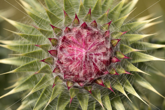 Knikkende distel (Carduus nutans)