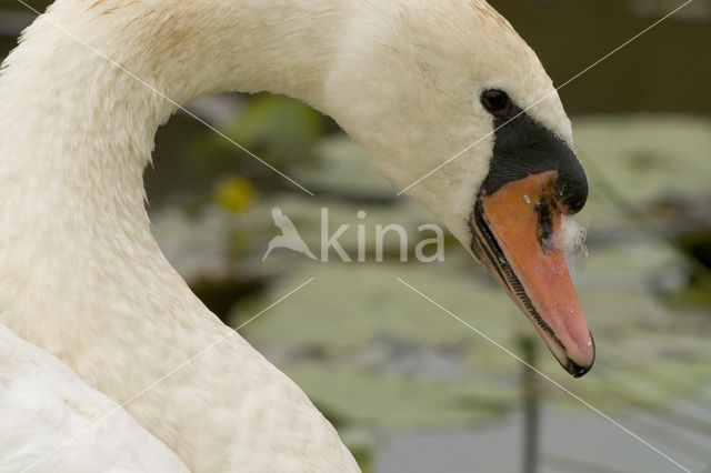 Knobbelzwaan (Cygnus olor)