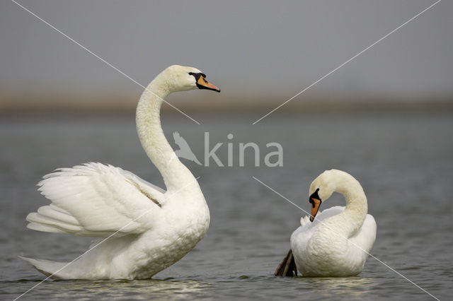 Knobbelzwaan (Cygnus olor)