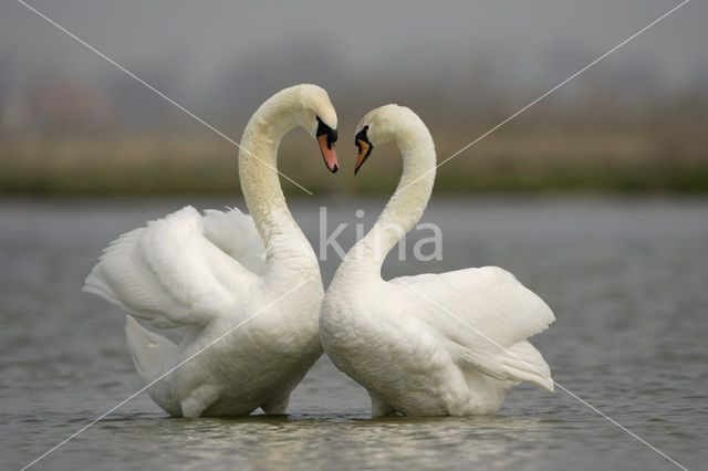 Knobbelzwaan (Cygnus olor)