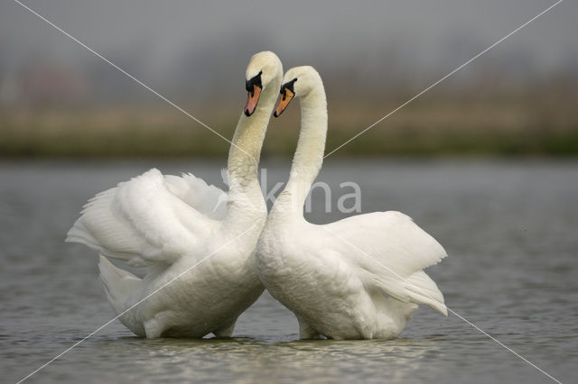 Knobbelzwaan (Cygnus olor)