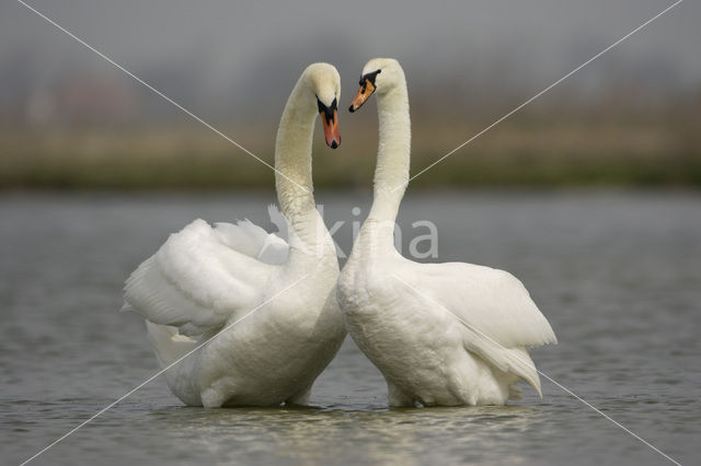 Mute Swan (Cygnus olor)