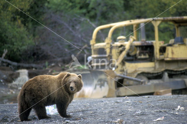 Kodiakbeer (Ursus arctos middendorffi)