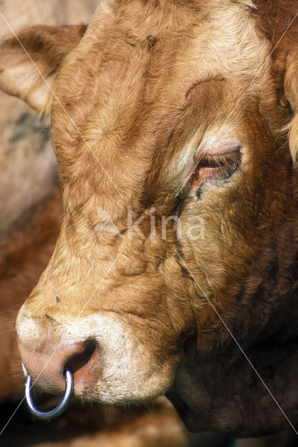 Koe (Bos domesticus)