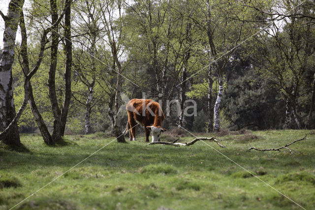 Koe (Bos domesticus)