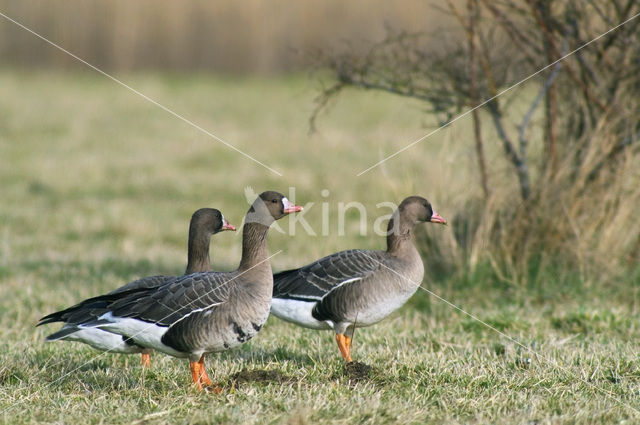 Kolgans (Anser albifrons)