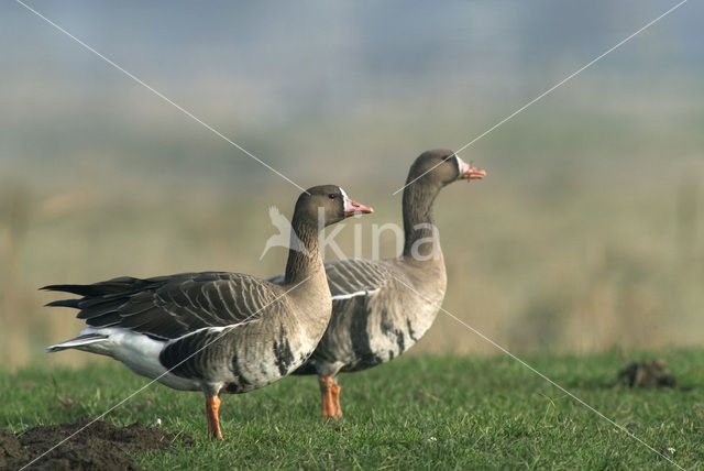 Kolgans (Anser albifrons)