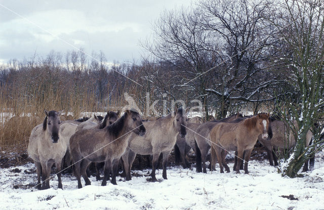 Konikpaard