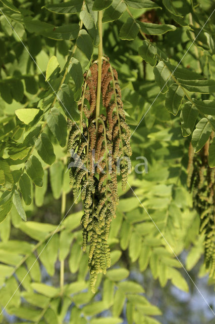 Koningsvaren (Osmunda regalis)