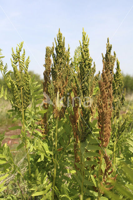 Koningsvaren (Osmunda regalis)