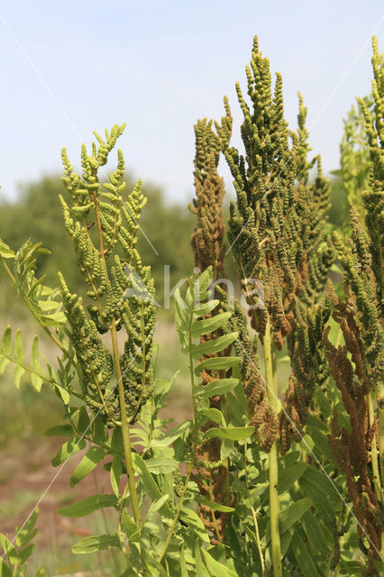 Koningsvaren (Osmunda regalis)