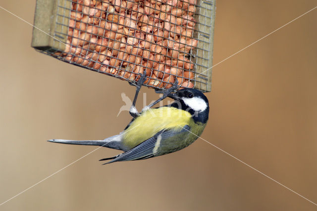 Koolmees (Parus major)