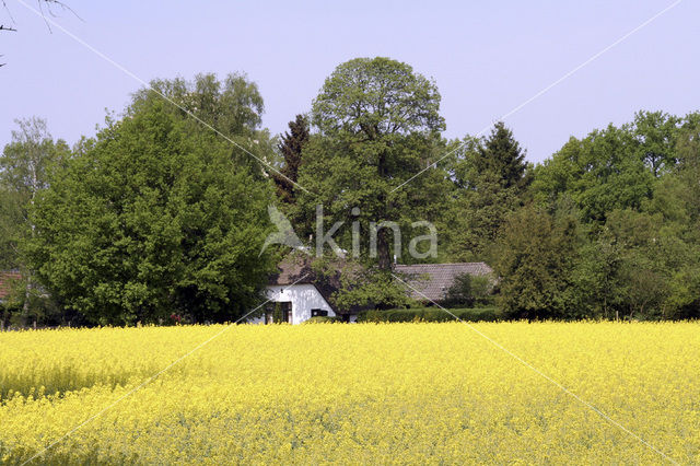 Koolzaad (Brassica napus)