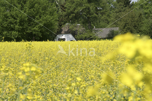 Koolzaad (Brassica napus)