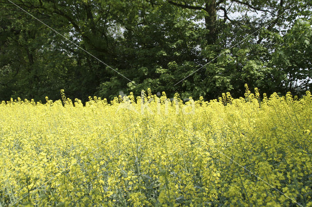 Koolzaad (Brassica napus)