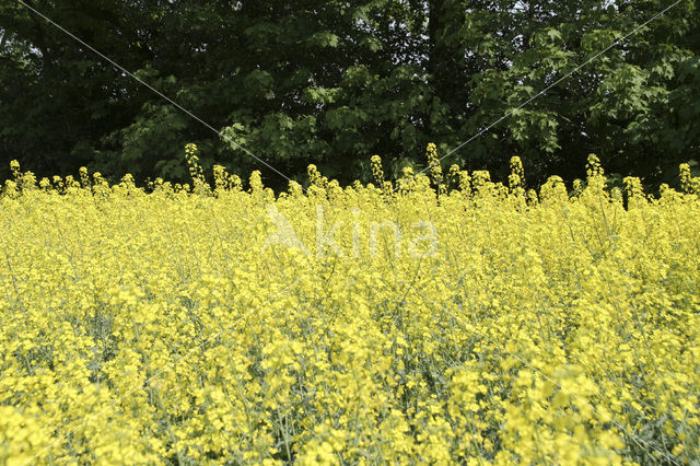 Koolzaad (Brassica napus)