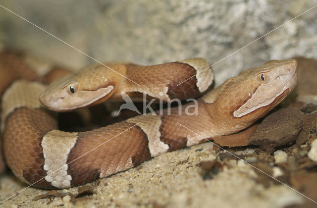 Koperkop (Agkistrodon contortrix)