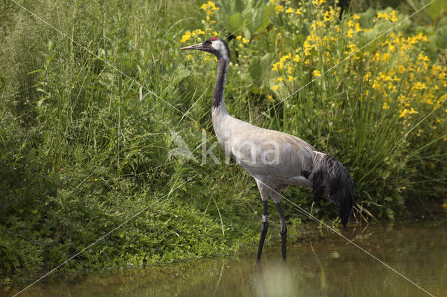 Kraanvogel (Grus grus)