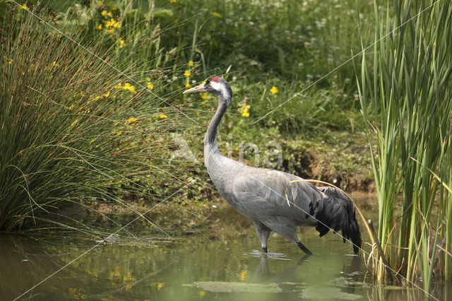 Kraanvogel (Grus grus)