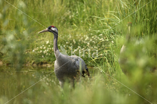 Kraanvogel (Grus grus)