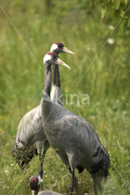 Kraanvogel (Grus grus)