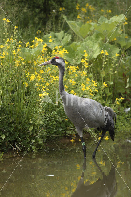 Kraanvogel (Grus grus)